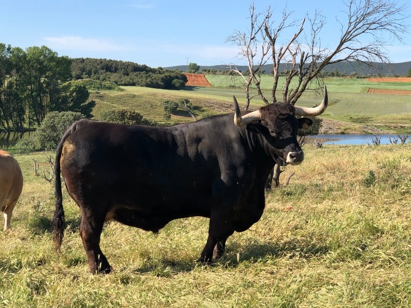 Tadala Black Comprar Online